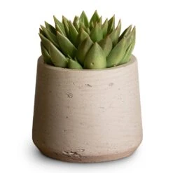 Patt Plant Pot - Grey Washed 28 Patt Plant Pot - Grey Washed -Plant Promotion Store Echeveria agavoides Miranda 12x15cm Patt Plant Pot Grey Washed 17x14cm aed608b0 81da 4b55 818c ae9e54a02e02