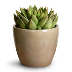 Echeveria Agavoides Miranda -Plant Promotion Store Echeveria agavoides Miranda 12x15cm Sven Plant Pot Mint 16x13cm