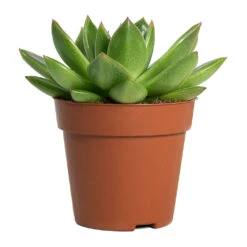 Echeveria Agavoides Miranda -Plant Promotion Store Echeveria agavoides Miranda 8.5cm