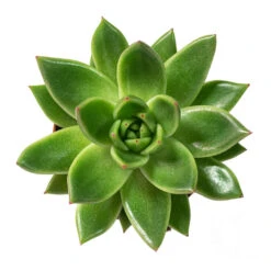 Echeveria Agavoides Miranda -Plant Promotion Store Echeveria agavoides Miranda 8.5cm Above
