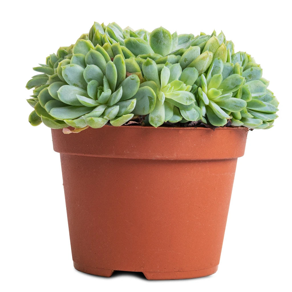 Echeveria Elegans - Mexican Snow Ball 5 Echeveria Elegans - Mexican Snow Ball - Image 3