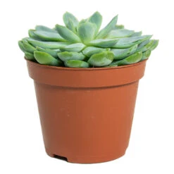 Echeveria Elegans - Mexican Snow Ball 13 Echeveria Elegans - Mexican Snow Ball -Plant Promotion Store Echeveria elegans Mexican Snow Ball 8.5cm