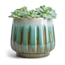 Echeveria Elegans - Mexican Snow Ball 12 Echeveria Elegans - Mexican Snow Ball -Plant Promotion Store Echeveria elegans Mexican Snow Ball 8.5x10cm Alice Plant Pot Ocean 12x10cm