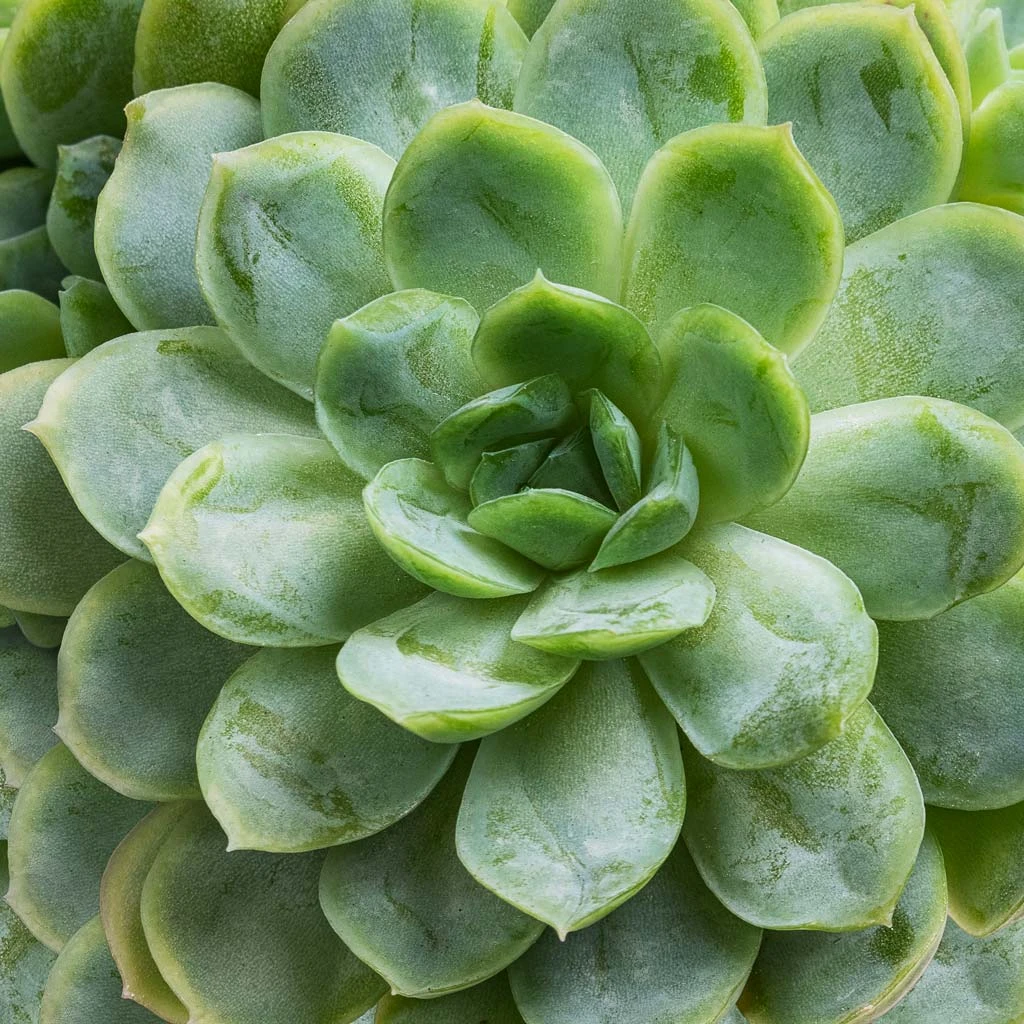 Echeveria Elegans - Mexican Snow Ball 4 Echeveria Elegans - Mexican Snow Ball - Image 2