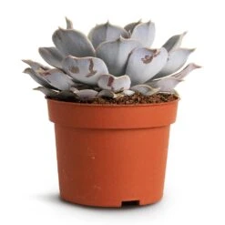 Echeveria Lilacina - Ghost Echeveria 17 Echeveria Lilacina - Ghost Echeveria -Plant Promotion Store Echeveria lilacina Ghost Echeveria 10.5x15cm