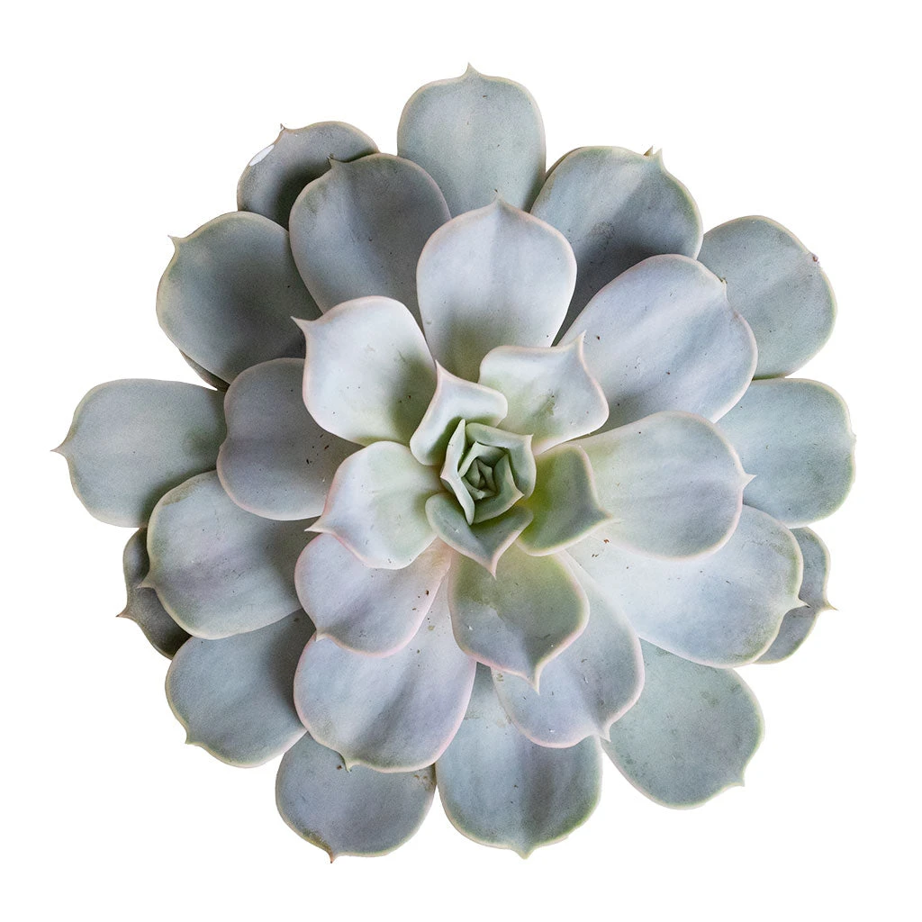 Echeveria Lilacina - Ghost Echeveria 5 Echeveria Lilacina - Ghost Echeveria - Image 3