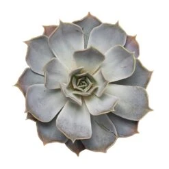 Echeveria Lilacina - Ghost Echeveria 18 Echeveria Lilacina - Ghost Echeveria -Plant Promotion Store Echeveria lilacina Ghost Echeveria 10.5x15cm Close