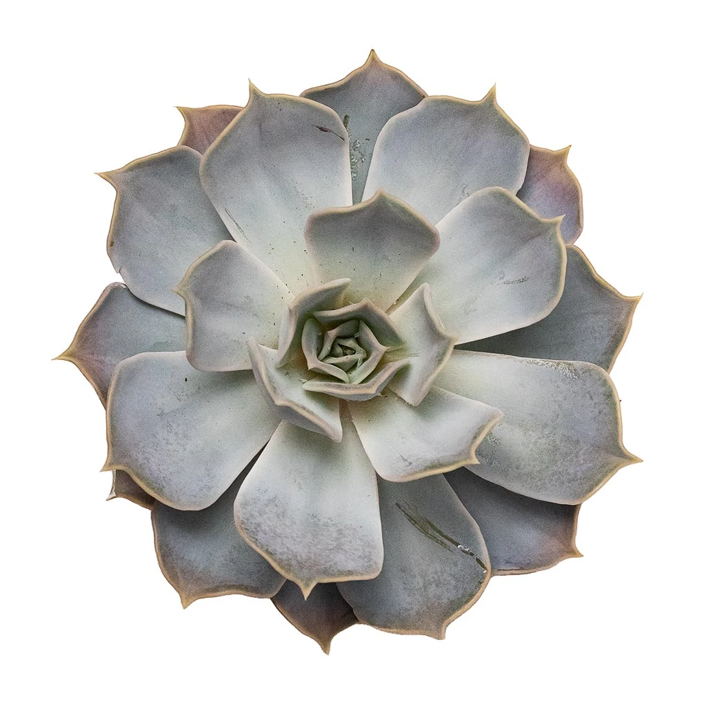 Echeveria Lilacina - Ghost Echeveria 9 Echeveria Lilacina - Ghost Echeveria - Image 7