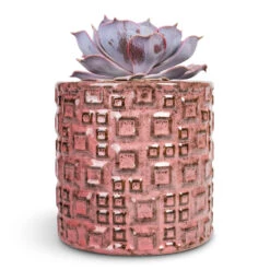 Fiene Plant Pot - Pink -Plant Promotion Store Echeveria lilacina Ghost Echeveria 10.5x15cm Fiene Plant Pot Pink 14x14cm 1