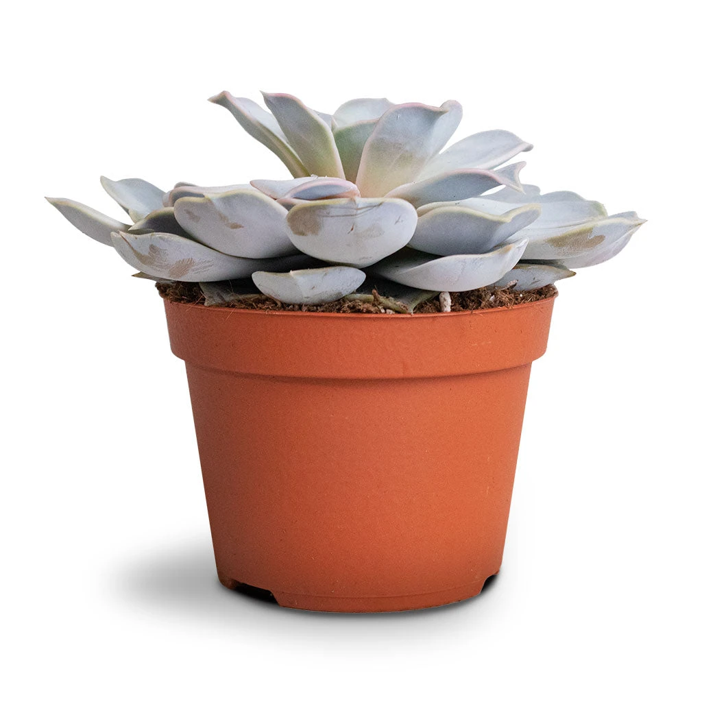 Echeveria Lilacina - Ghost Echeveria 10 Echeveria Lilacina - Ghost Echeveria - Image 8