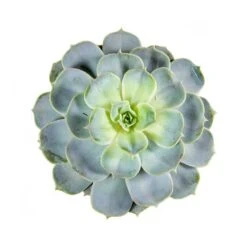 Echeveria Lilacina - Ghost Echeveria 16 Echeveria Lilacina - Ghost Echeveria -Plant Promotion Store Echeveria lilacina Ghost Echeveria Rosette