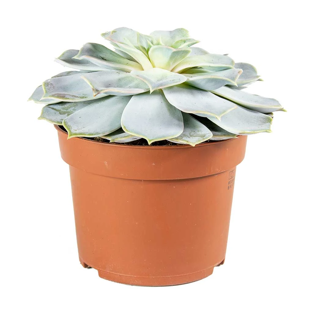 Echeveria Lilacina - Ghost Echeveria 6 Echeveria Lilacina - Ghost Echeveria - Image 4