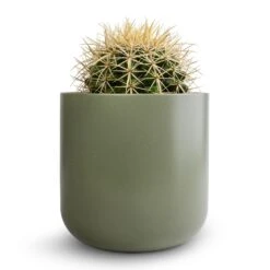 Lisbon Plant Pot - Sage -Plant Promotion Store Echinocactus grusonii Golden Barrel Cactus 13x15cm Lisbon Plant Pot Sage 15x15cm