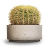 Echinocactus Grusonii - Golden Barrel Cactus 2 Echinocactus Grusonii - Golden Barrel Cactus -Plant Promotion Store Echinocactus grusonii Golden Barrel Cactus 25x30cm Eli Plant Bowl Grey Washed 29x13.5cm 5ad0d9b5 7ae1 4004 b094 3f5a2b3fd661