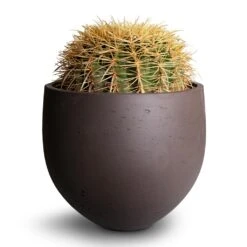 Echinocactus Grusonii - Golden Barrel Cactus -Plant Promotion Store Echinocactus grusonii Golden Barrel Cactus 25x30cm Mini Orb Kevan Plant Pot Ash Brown 32x28cm 2