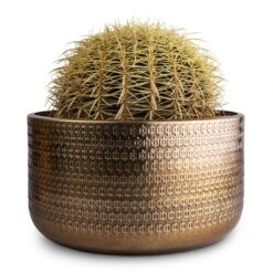 Echinocactus Grusonii - Golden Barrel Cactus -Plant Promotion Store Echinocactus grusonii Golden Barrel Cactus 25x30cm Solis Embossed Plant Bowl Gold 30x15cm