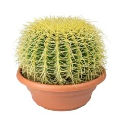 Echinocactus Grusonii - Golden Barrel Cactus -Plant Promotion Store Echinocactus grusonii Golden Barrel Cactus 28cm