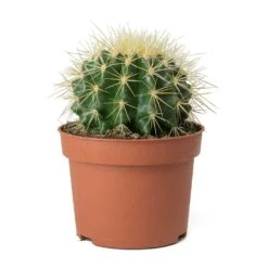 Echinocactus Grusonii - Golden Barrel Cactus -Plant Promotion Store Echinocactus grusonii Golden Barrel Cactus Small