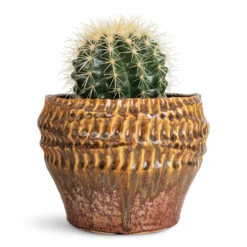 Deb Plant Pot - Savannah -Plant Promotion Store Echinocactus grusonii Golden barrel 13x15cm Deb Pot Savannah 20x15cm 1