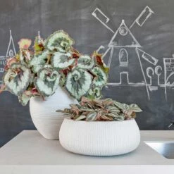 Eileen Ridged Plant Bowl - Cement -Plant Promotion Store Eileen Abby Planters Ridged Cement Housplants