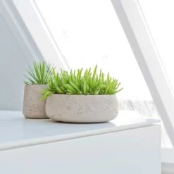 Eileen Plant Bowl - Grey Washed 8 Eileen Plant Bowl - Grey Washed -Plant Promotion Store Eileen Plant Bowl Grey Washed Succulents