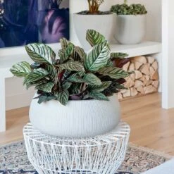 Eileen Ridged Plant Bowl - Cement -Plant Promotion Store Eileen Plant Bowl Ridged Cement Calathea Sanderiana