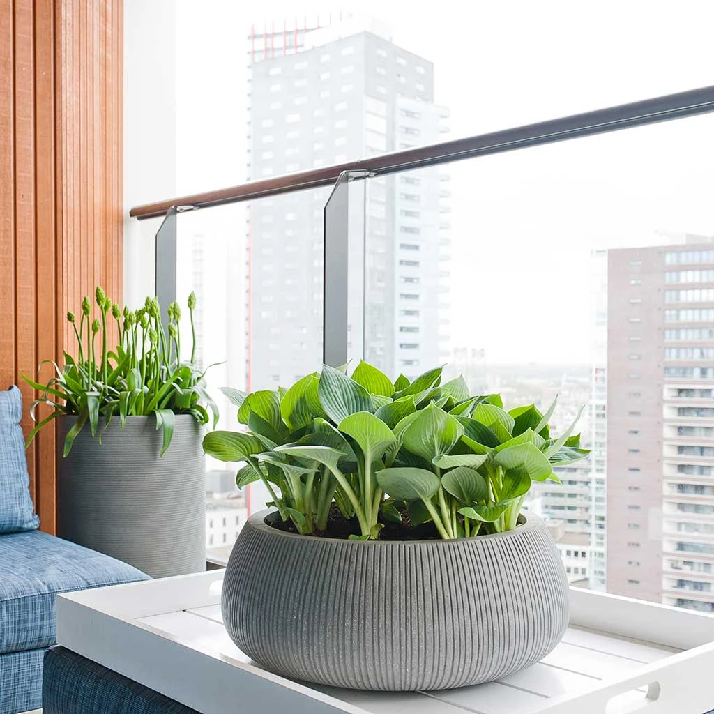 Eileen Ridged Plant Bowl - Dark Grey 4 Eileen Ridged Plant Bowl - Dark Grey - Image 2