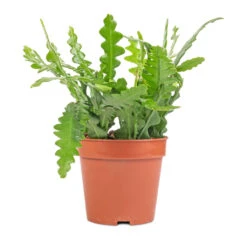 Epiphyllum Anguliger - Fishbone Cactus 22 Epiphyllum Anguliger - Fishbone Cactus -Plant Promotion Store Epiphyllum anguliger Fishbone Cactus 12x20 1