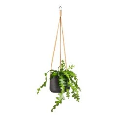 Patt Hanging Plant Pot - Black Washed -Plant Promotion Store Epiphyllum anguliger Fishbone Cactus 12x20cm Patt Hanging Plant Pot Black Washed 17x14cm 92f31cb7 3a0e 4b4f 8cb1 3abb2a543fe2