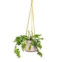 Patt Hanging Plant Pot - Grey Washed 24 Patt Hanging Plant Pot - Grey Washed -Plant Promotion Store Epiphyllum anguliger Fishbone Cactus 12x20cm Patt Hanging Plant Pot Grey Washed 17x14cm e60b5487 9bf5 4f5e 9375 152c1e58686d