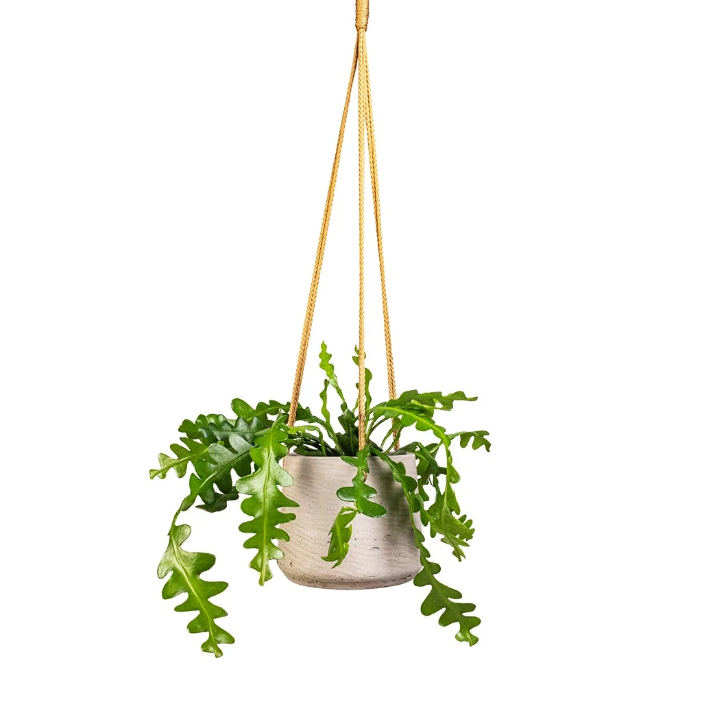 Patt Hanging Plant Pot - Grey Washed 6 Patt Hanging Plant Pot - Grey Washed - Image 4
