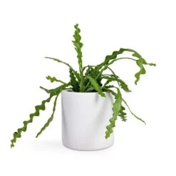 Puk Essentials Planter - Matt White 29 Puk Essentials Planter - Matt White -Plant Promotion Store Epiphyllum anguliger Fishbone Cactus 12x20cm Puk Planter Matt White 15x15cm 85b595d9 064c 4118 84f4 45cc7d5938fb