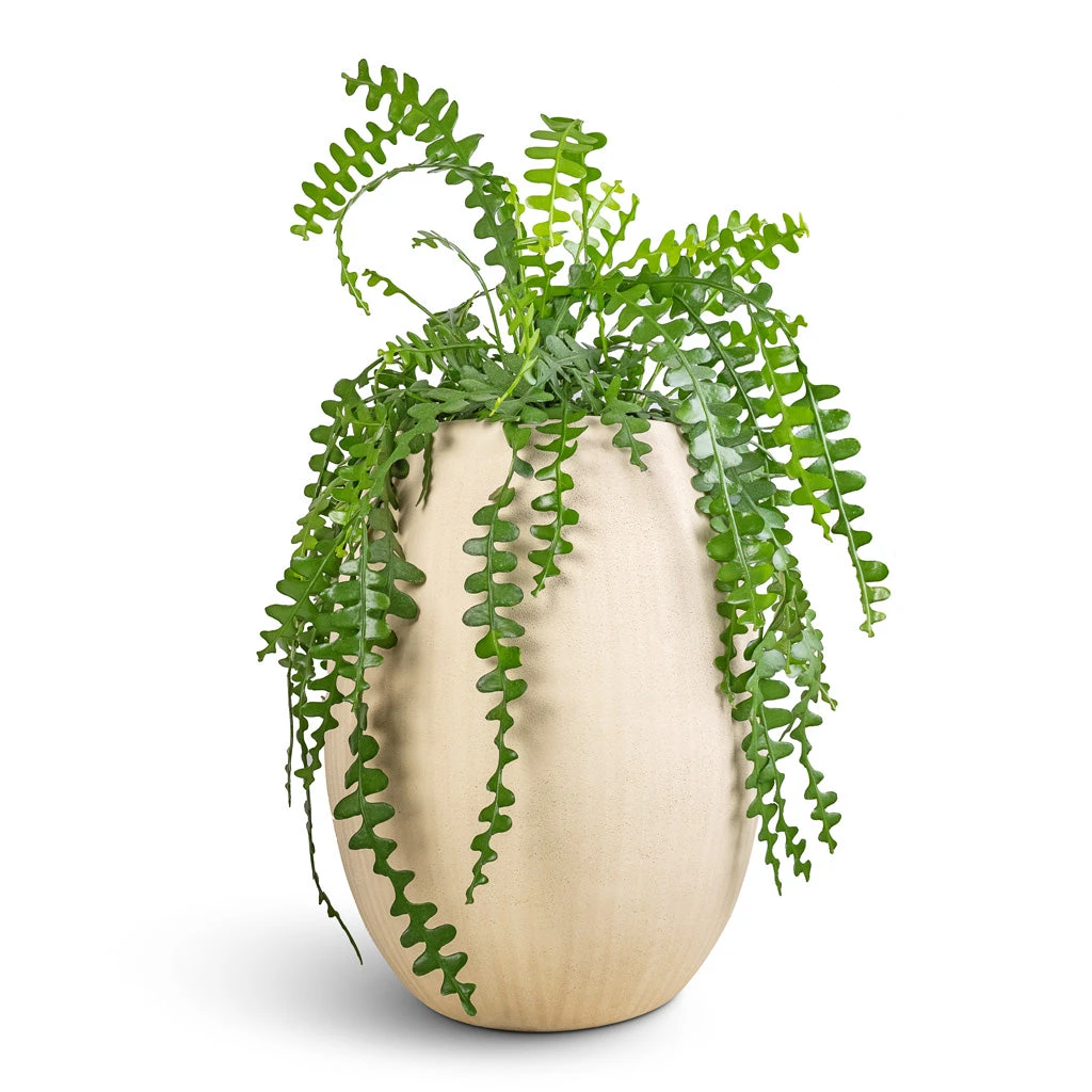 Polystone Coated Plain Balloon Planter - Natural 13 Polystone Coated Plain Balloon Planter - Natural - Image 11