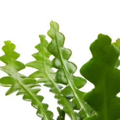 Epiphyllum Anguliger - Fishbone Cactus 15 Epiphyllum Anguliger - Fishbone Cactus -Plant Promotion Store Epiphyllum anguliger Fishbone Cactus SWATCH