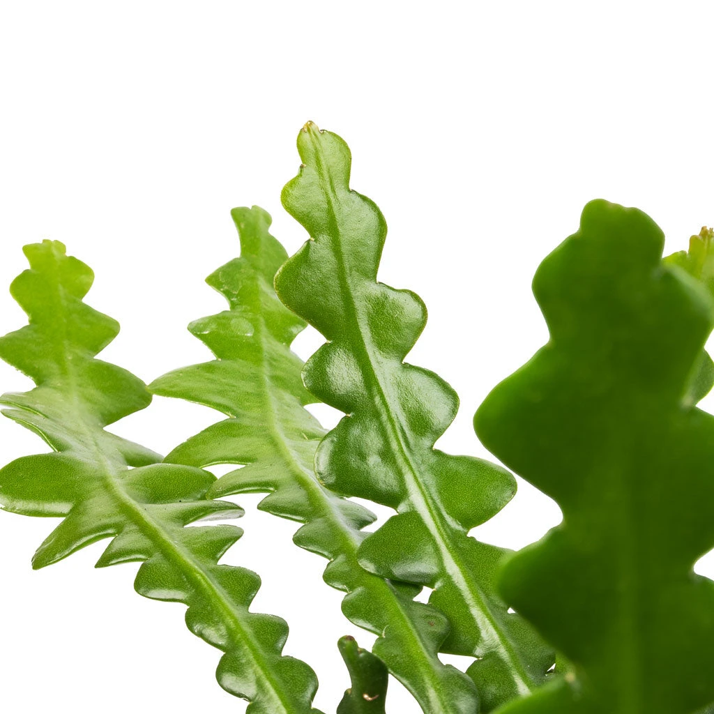 Epiphyllum Anguliger - Fishbone Cactus 5 Epiphyllum Anguliger - Fishbone Cactus - Image 3