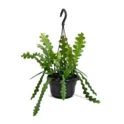 Epiphyllum Anguliger - Fishbone Cactus 19 Epiphyllum Anguliger - Fishbone Cactus -Plant Promotion Store Epiphyllum anguliger Fishbone Cactus Small