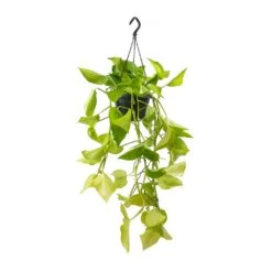 Epipremnum Aureum Neon - Golden Neon Pothos 24 Epipremnum Aureum Neon - Golden Neon Pothos -Plant Promotion Store Epipremnum Neon Pothos