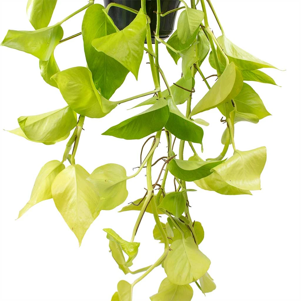 Epipremnum Aureum Neon - Golden Neon Pothos 11 Epipremnum Aureum Neon - Golden Neon Pothos - Image 9