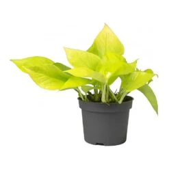 Epipremnum Aureum Neon - Golden Neon Pothos 22 Epipremnum Aureum Neon - Golden Neon Pothos -Plant Promotion Store Epipremnum Neon Pothos Small