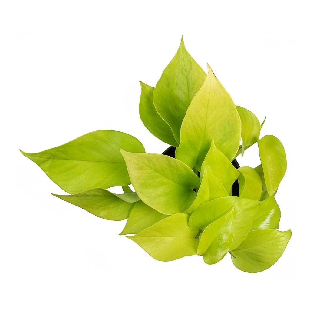 Epipremnum Aureum Neon - Golden Neon Pothos 6 Epipremnum Aureum Neon - Golden Neon Pothos - Image 4
