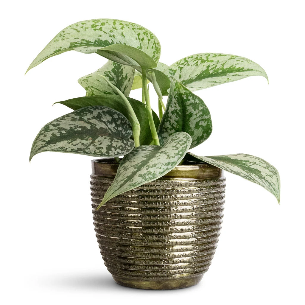 Elise Metal Plant Pot - Green 5 Elise Metal Plant Pot - Green - Image 3