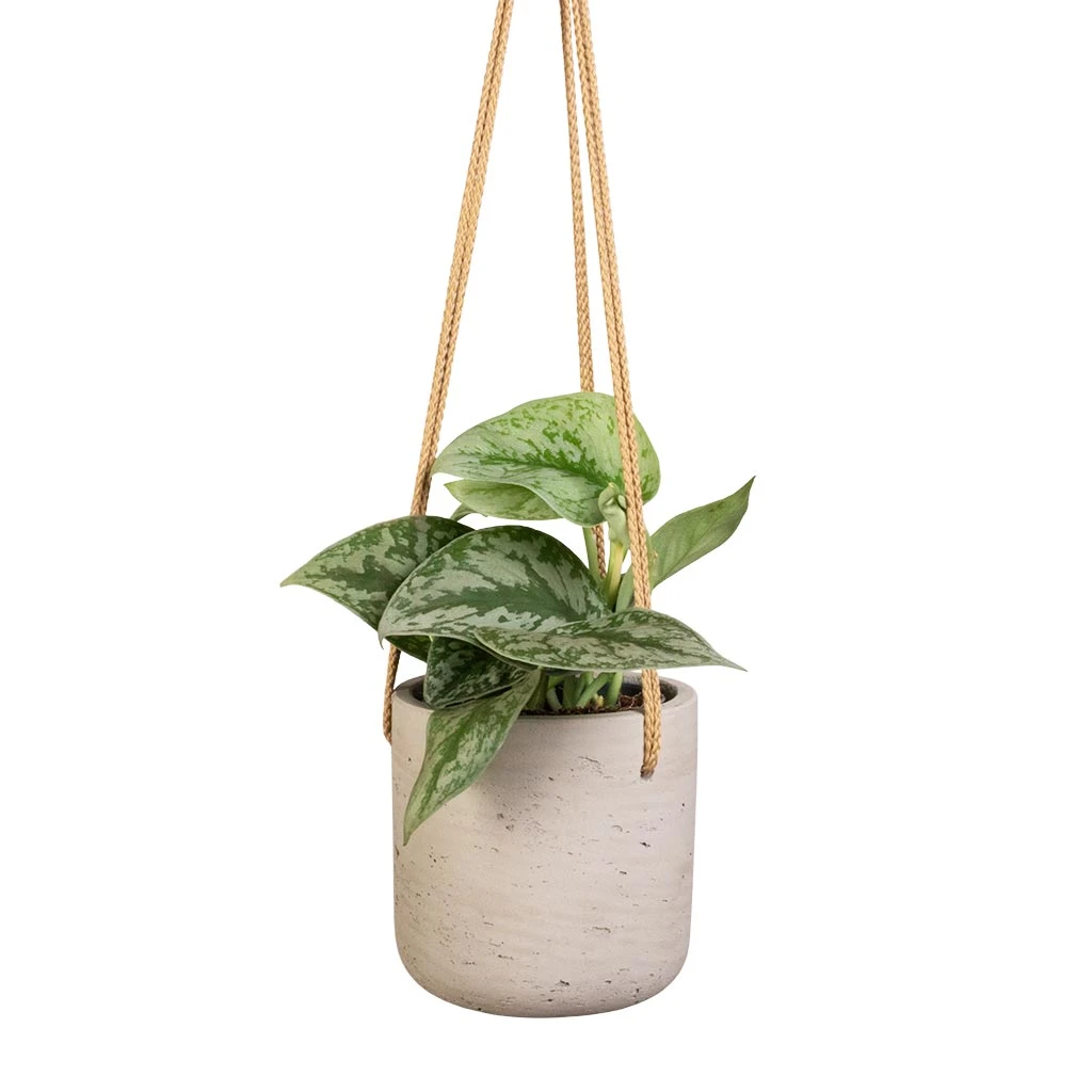 Epipremnum Trebie - Satin Pothos Trebie 11 Epipremnum Trebie - Satin Pothos Trebie - Image 9