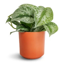 Prague Plant Pot - Cayenne 18 Prague Plant Pot - Cayenne -Plant Promotion Store Epipremnum Trebie Satin Pothos Trebie 12x15cm Prague Plant Pot Cayenne 13x13cm