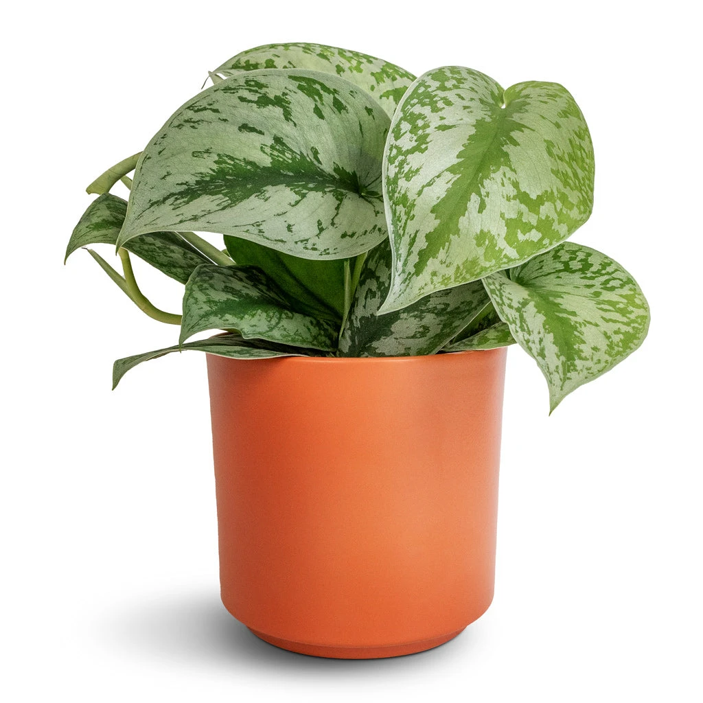 Prague Plant Pot - Cayenne 8 Prague Plant Pot - Cayenne - Image 6