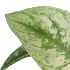 Plant Promotion Store -Plant Promotion Store Epipremnum Trebie Satin Pothos Trebie 2