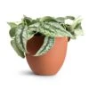 Epipremnum Trebie - Satin Pothos Trebie 2 Epipremnum Trebie - Satin Pothos Trebie -Plant Promotion Store Epipremnum Trebie Satin Pothos Trebie 20x45cm Coral Refined Planter Canyon Orange 25x21cm