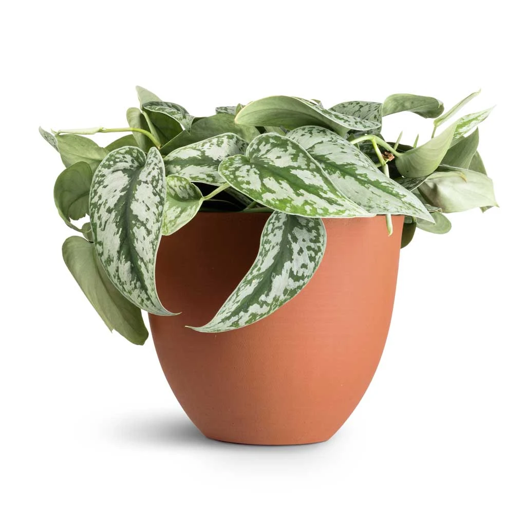 Epipremnum Trebie - Satin Pothos Trebie 3 Epipremnum Trebie - Satin Pothos Trebie