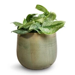 Iris Plant Pot - Mint 37 Iris Plant Pot - Mint -Plant Promotion Store Epipremnum Trebie Satin Pothos Trebie 20x45cm Iris Plant Pot Mint 26x21cm da0a83dd e238 4c35 a208 c2428c9a95a1