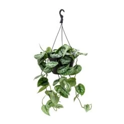 Epipremnum Trebie - Satin Pothos Trebie 14 Epipremnum Trebie - Satin Pothos Trebie -Plant Promotion Store Epipremnum Trebie Satin Pothos Trebie Hanging