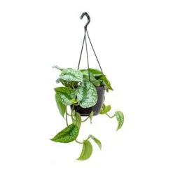 Epipremnum Trebie - Satin Pothos Trebie 18 Epipremnum Trebie - Satin Pothos Trebie -Plant Promotion Store Epipremnum Trebie Satin Pothos Trebie Hanging Small